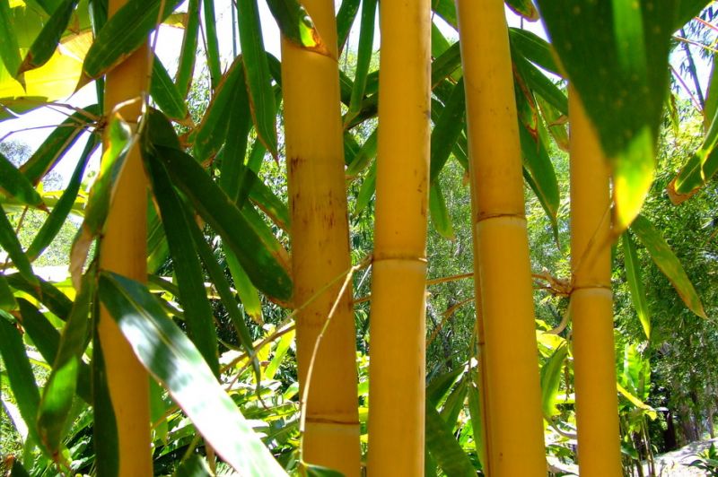 Sejenis Bambu Untuk Membuat Seruling